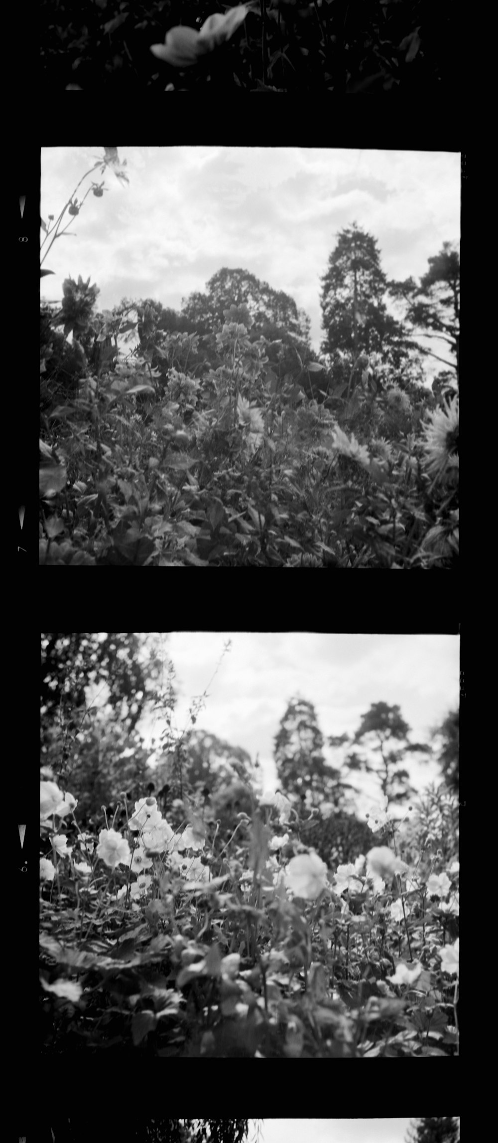 grayscale photo of trees during daytime