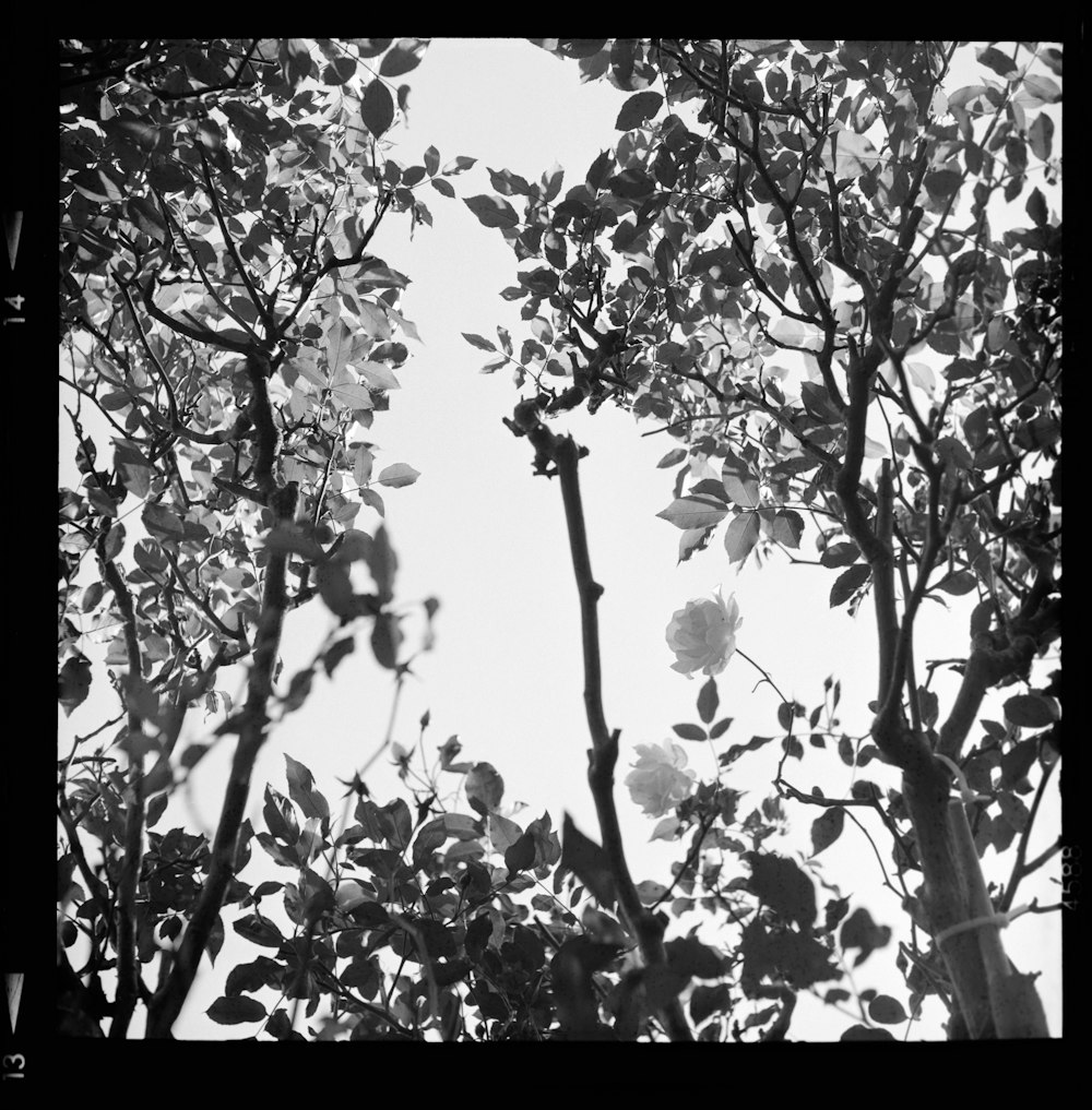 grayscale photo of leaves on tree