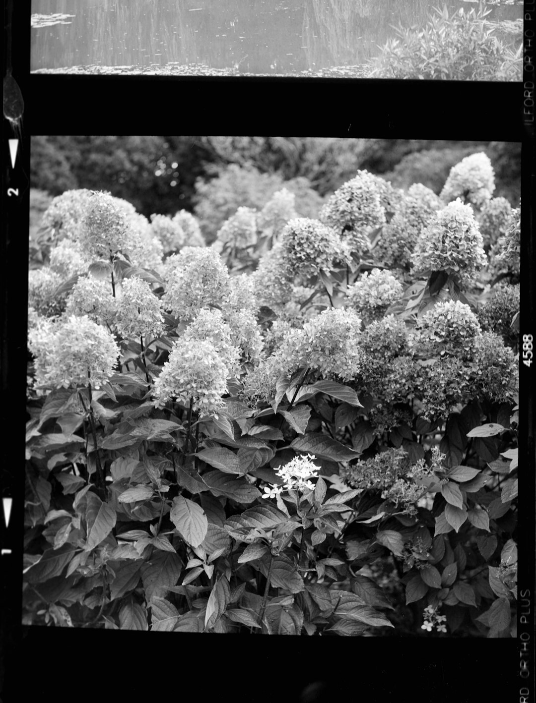 grayscale photo of flower plants