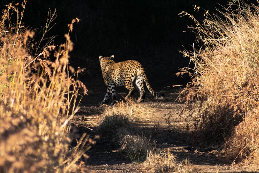 cheetah walking on brown grass field during daytime