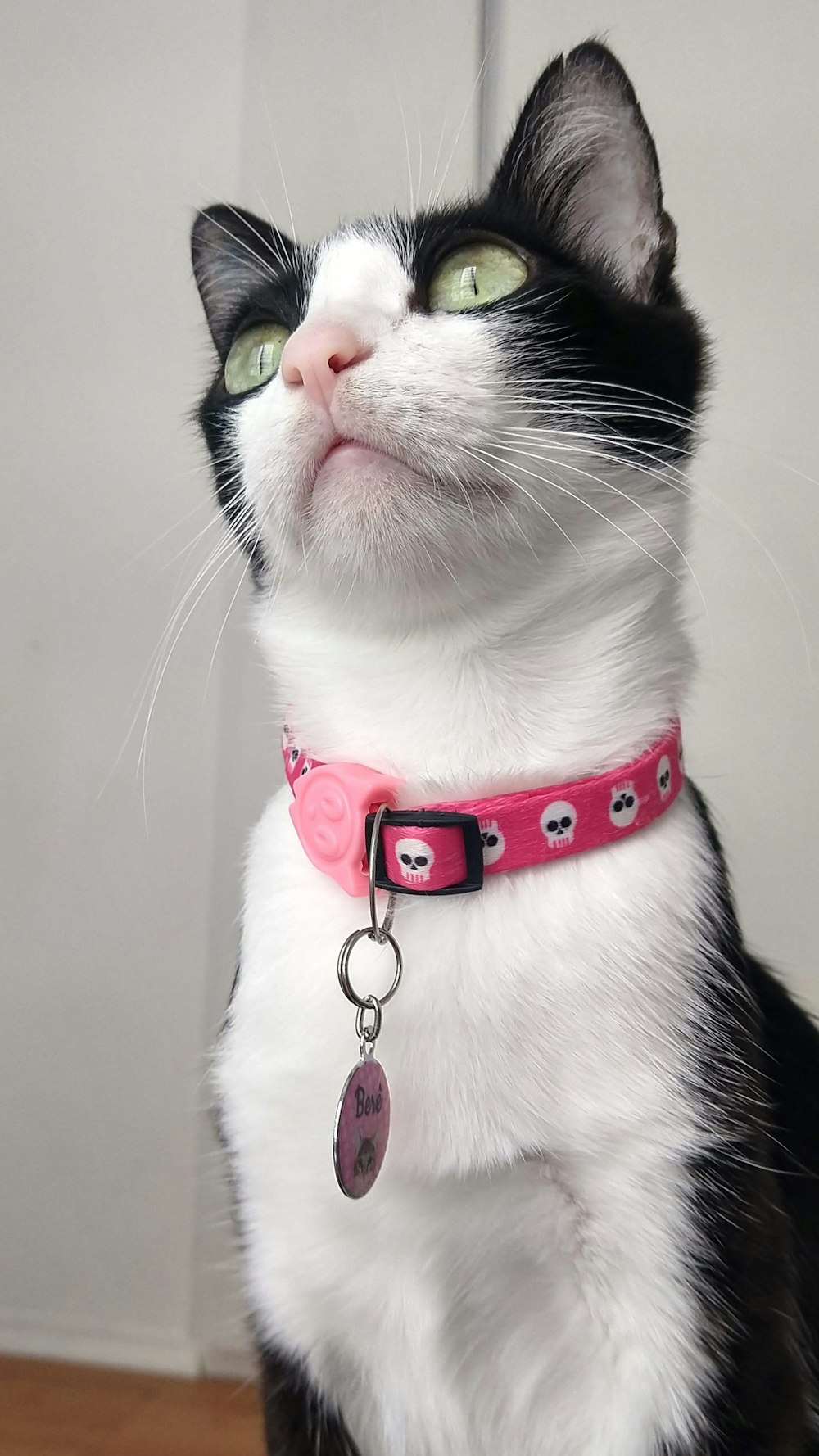 weiße und schwarze Katze mit rotem Halsband
