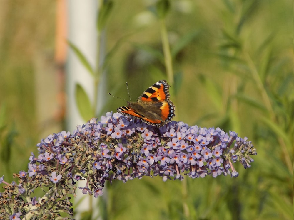 painted lady butterfly perched on purple flower