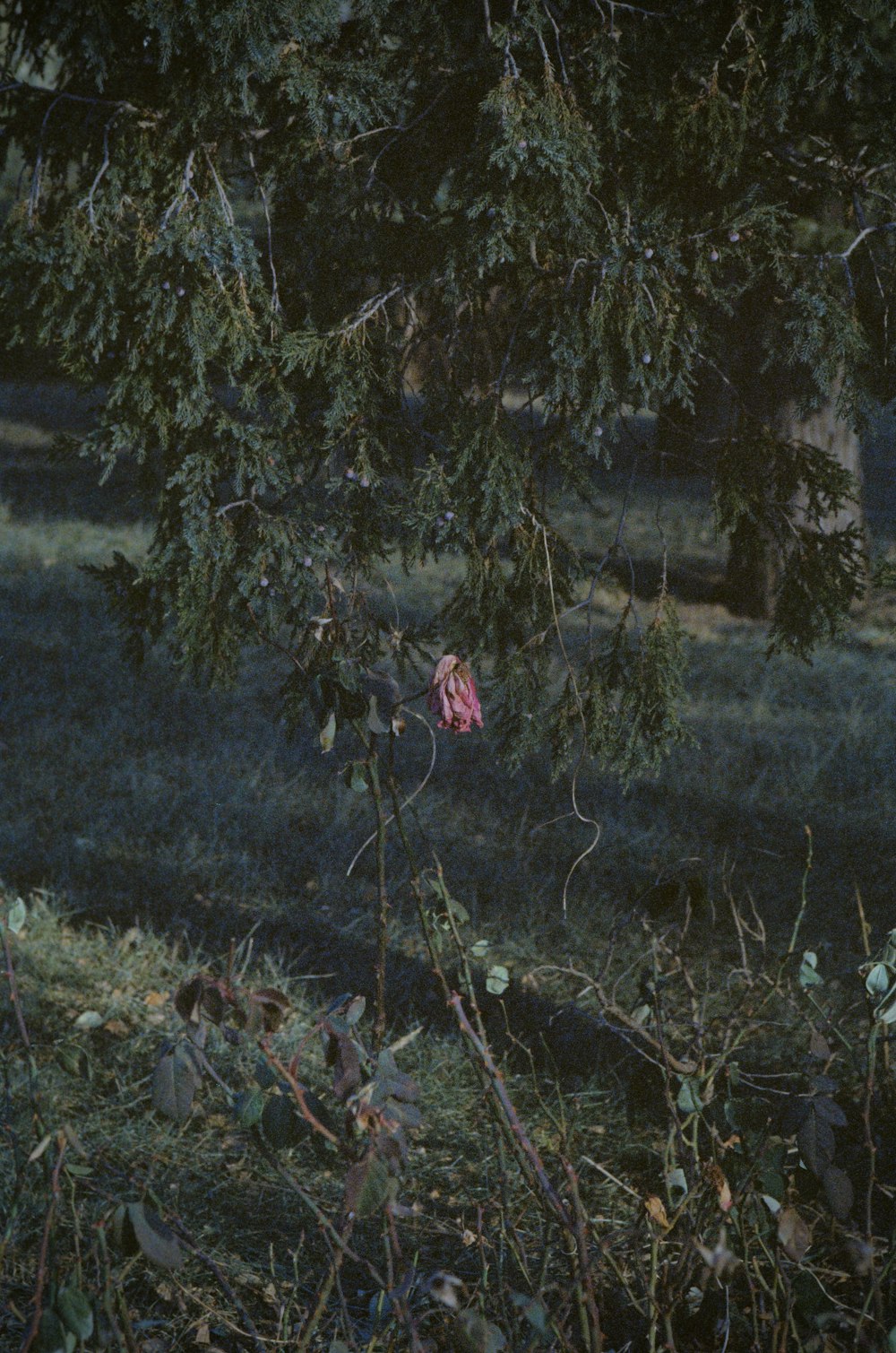 green and brown tree during daytime