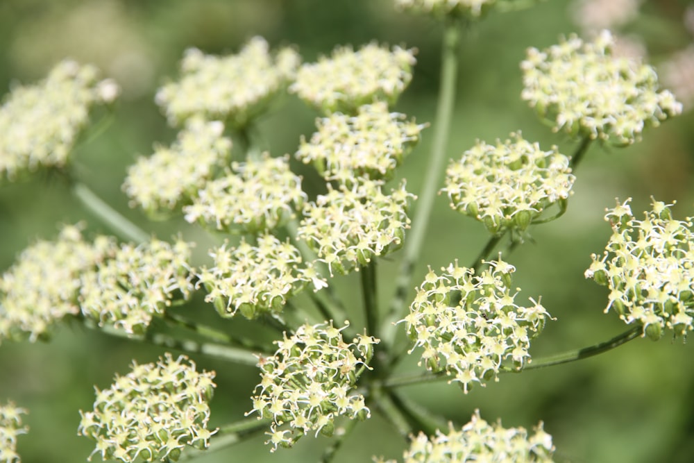 green plant in macro shot