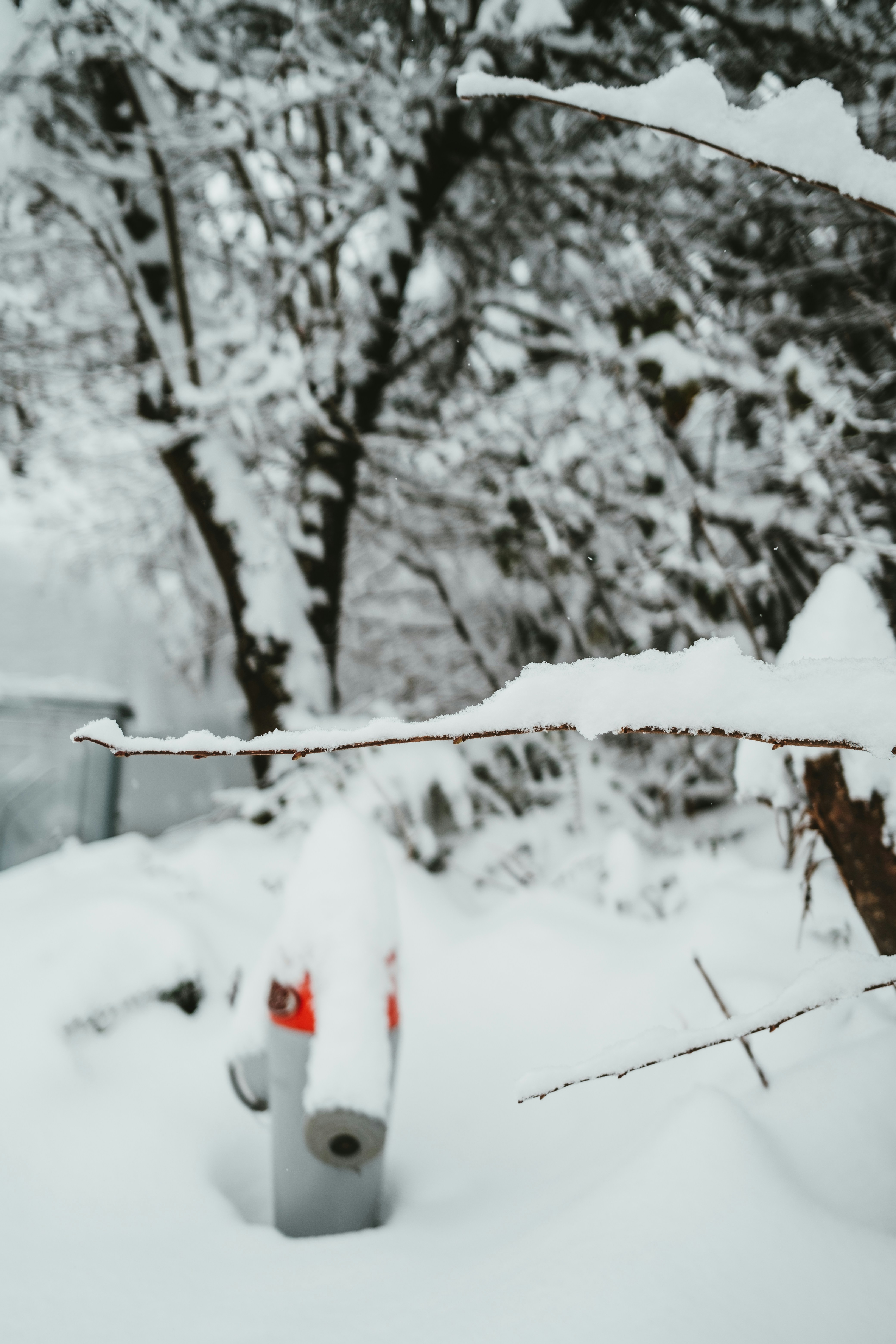 snow covered tree branches during daytime