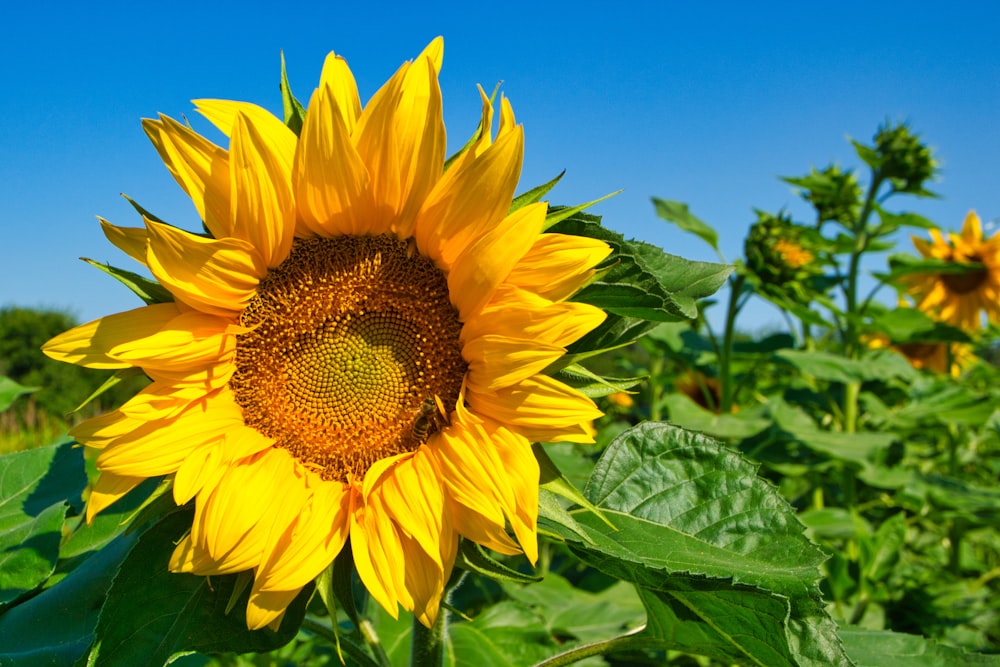 Gelbe Sonnenblume in Nahaufnahmen tagsüber