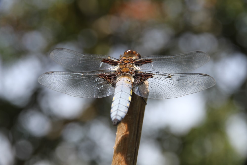 brown and white dragonfly on brown wooden stick during daytime