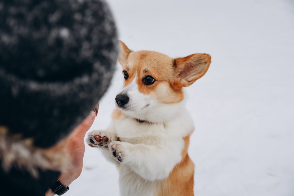 brown and white corgi on snow covered ground