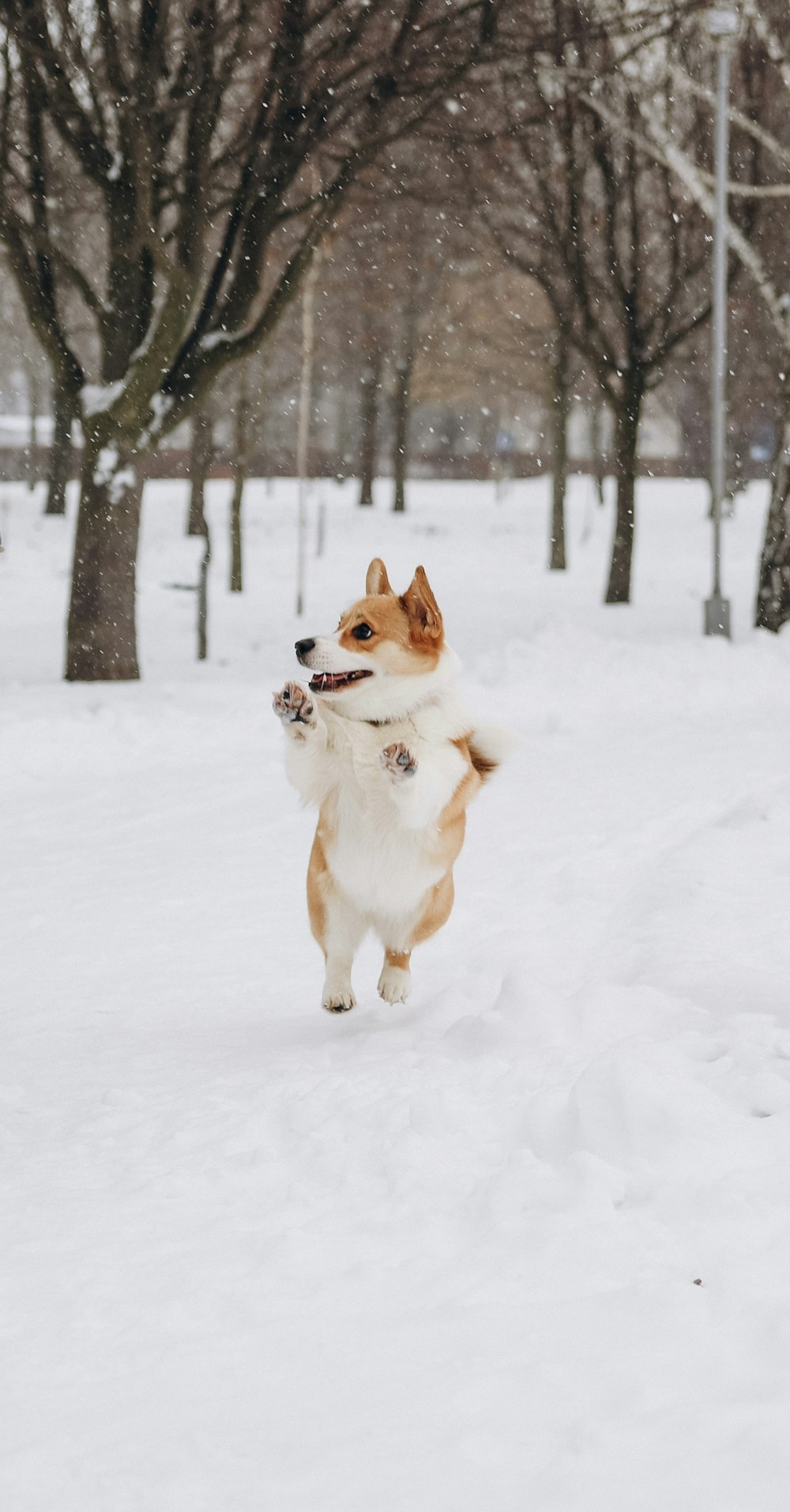 brown and white corgi on snow covered ground during daytime