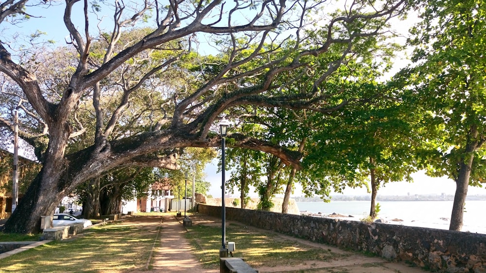 green trees on sidewalk during daytime