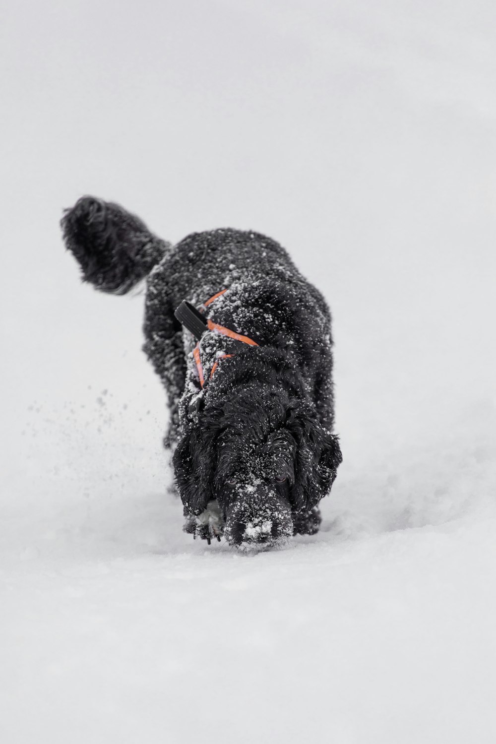 black long coat large dog on snow covered ground