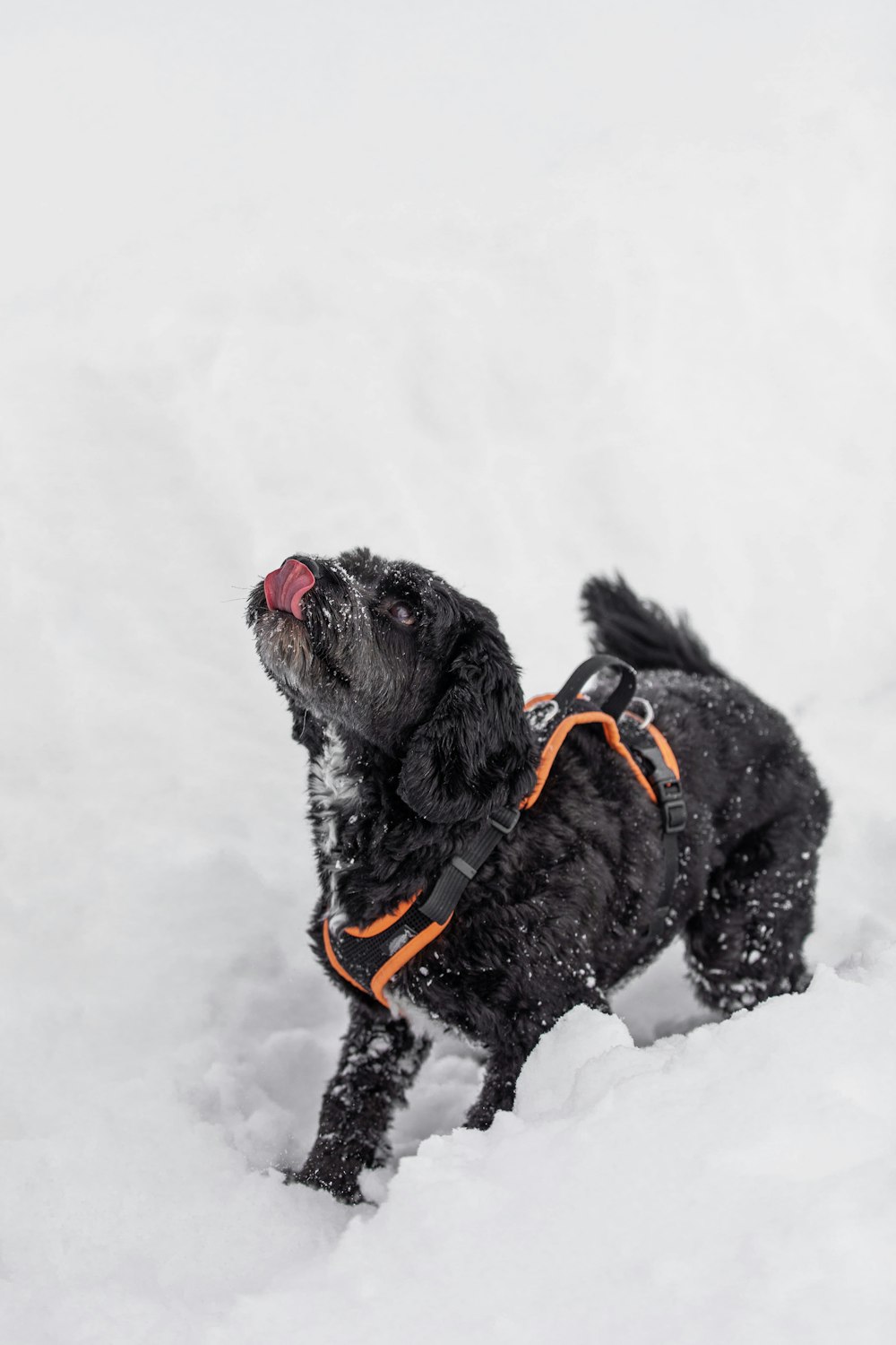雪に覆われた地面に黒いロングコートの小型犬