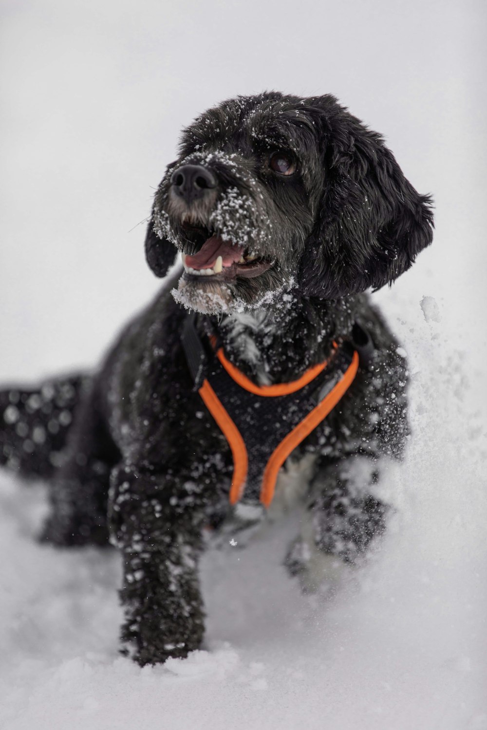Cane di piccola taglia a pelo corto in bianco e nero su terreno coperto di neve