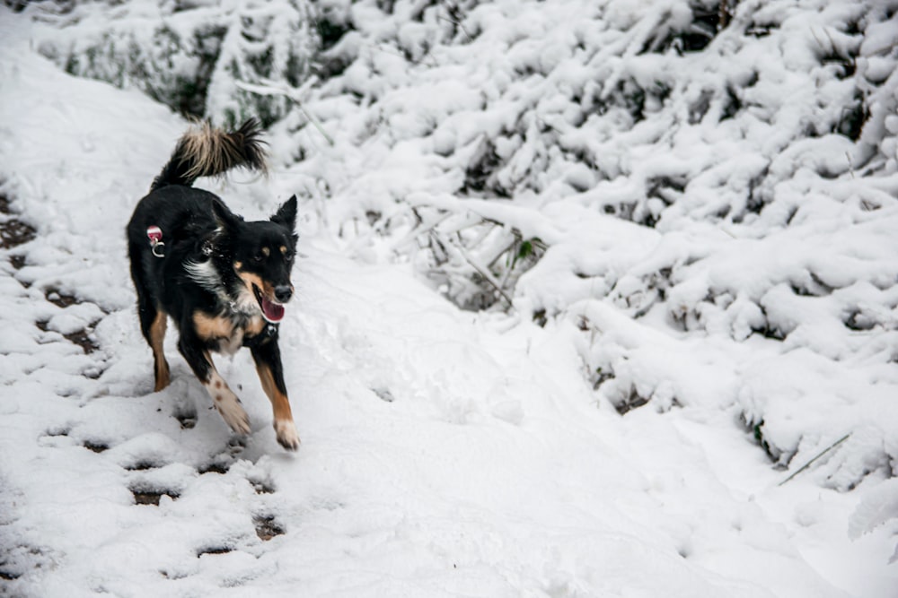 black and tan short coat medium sized dog on snow covered ground during daytime