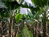 A lush indoor banana plantation with tall green banana plants. The large leaves create a canopy, and clusters of unripe bananas can be seen hanging from the plants. The ground is covered with vibrant green moss, and the scene is enclosed by a translucent structure, allowing light to filter through.