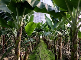 A lush indoor banana plantation with tall green banana plants. The large leaves create a canopy, and clusters of unripe bananas can be seen hanging from the plants. The ground is covered with vibrant green moss, and the scene is enclosed by a translucent structure, allowing light to filter through.