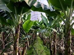 banana tree near green banana tree during daytime