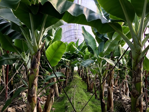 A lush indoor banana plantation with tall green banana plants. The large leaves create a canopy, and clusters of unripe bananas can be seen hanging from the plants. The ground is covered with vibrant green moss, and the scene is enclosed by a translucent structure, allowing light to filter through.