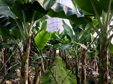 banana tree near green banana tree during daytime