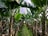 A lush indoor banana plantation with tall green banana plants. The large leaves create a canopy, and clusters of unripe bananas can be seen hanging from the plants. The ground is covered with vibrant green moss, and the scene is enclosed by a translucent structure, allowing light to filter through.