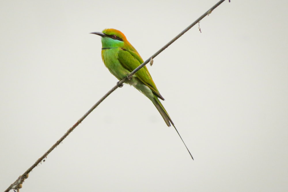 green and brown bird on gray wire
