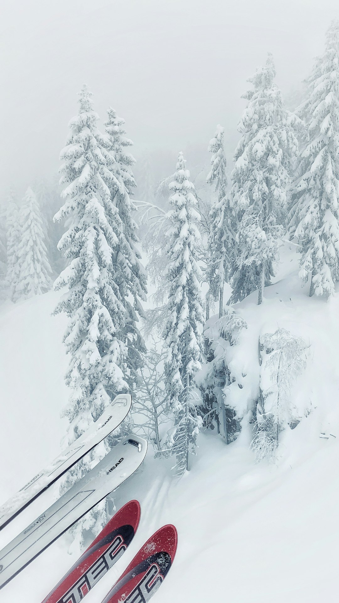 snow covered pine trees during daytime