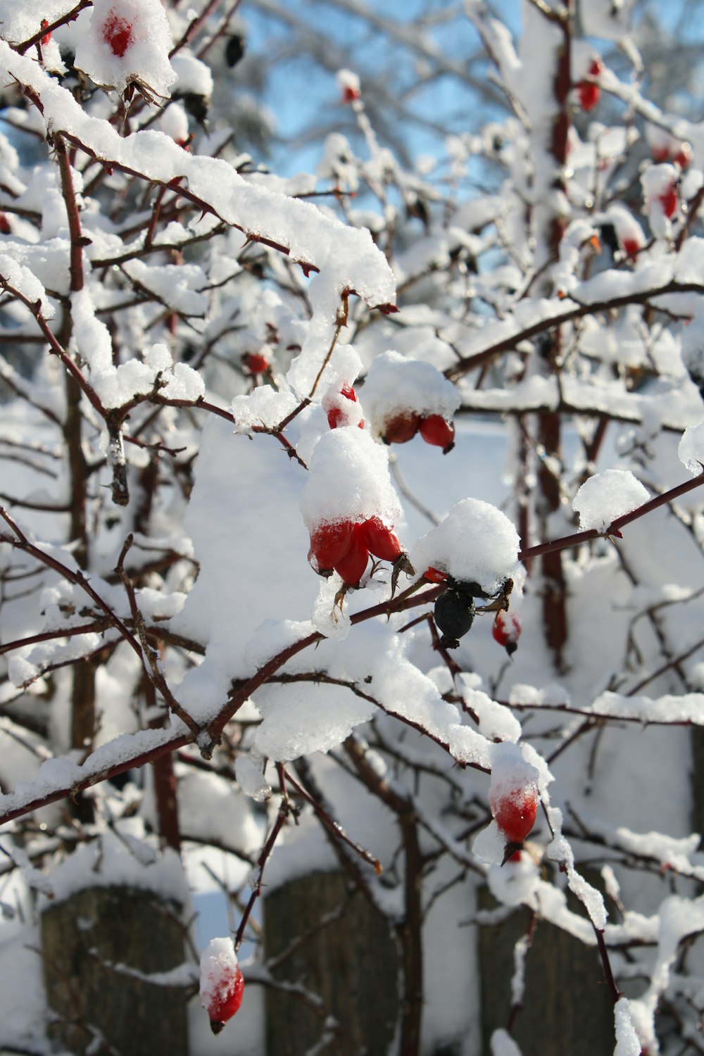 snow covered tree branches during daytime