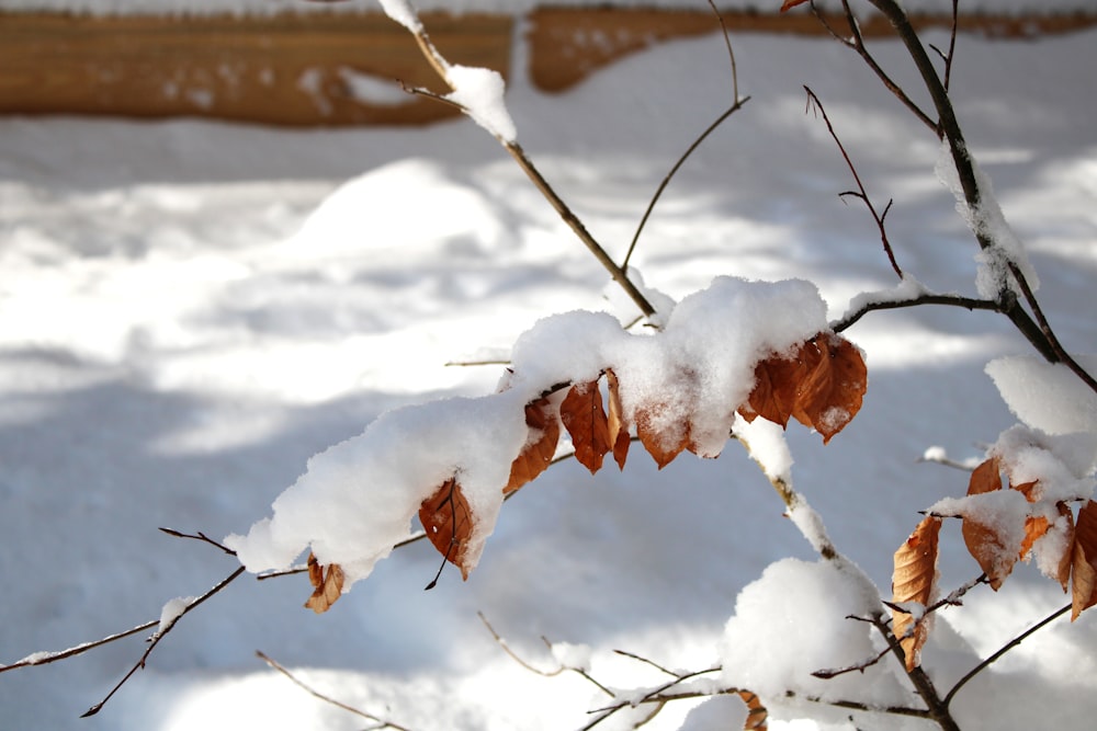 snow covered brown tree branch during daytime