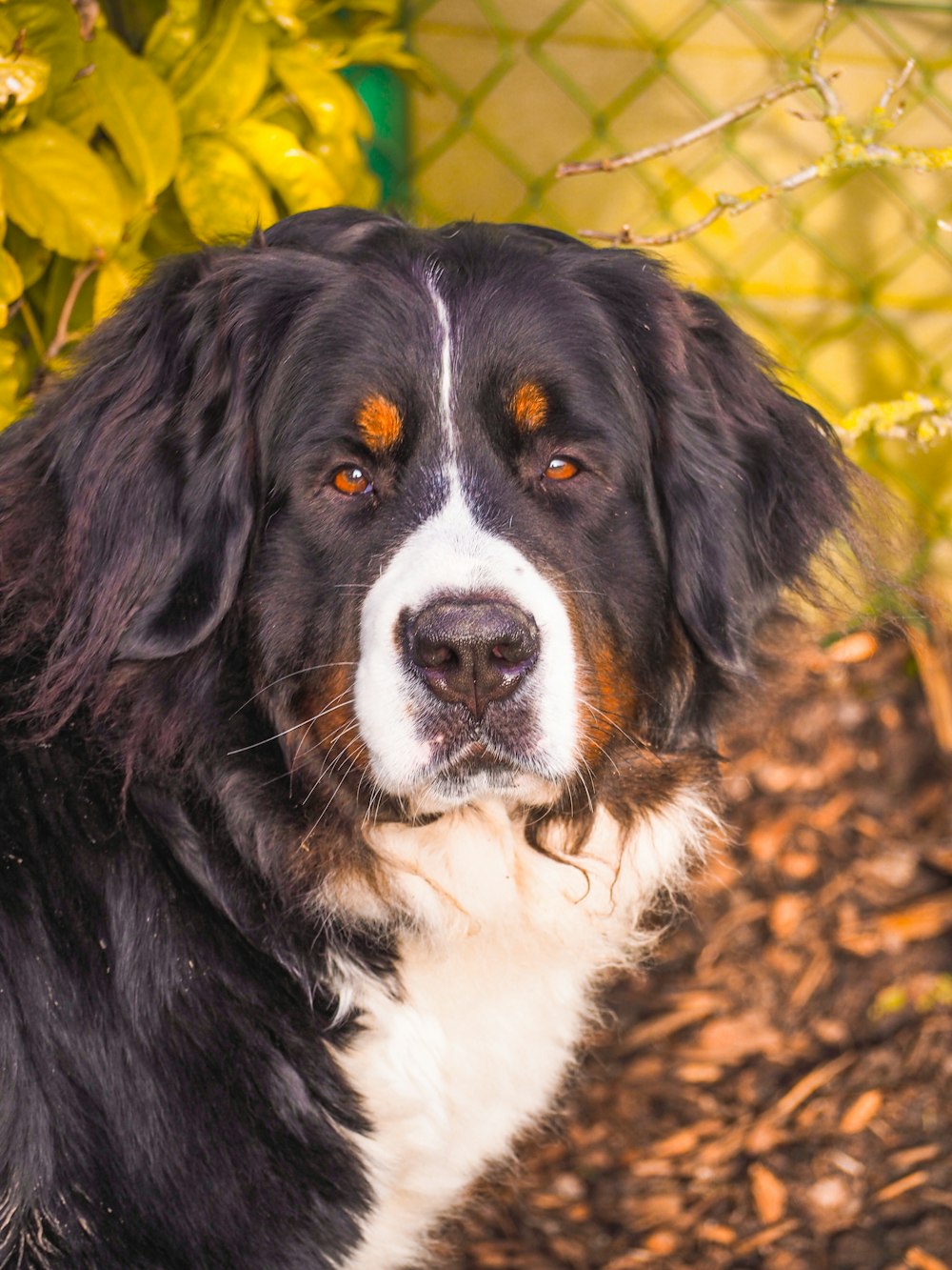 black white and brown short coated dog