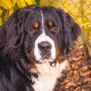black white and brown short coated dog