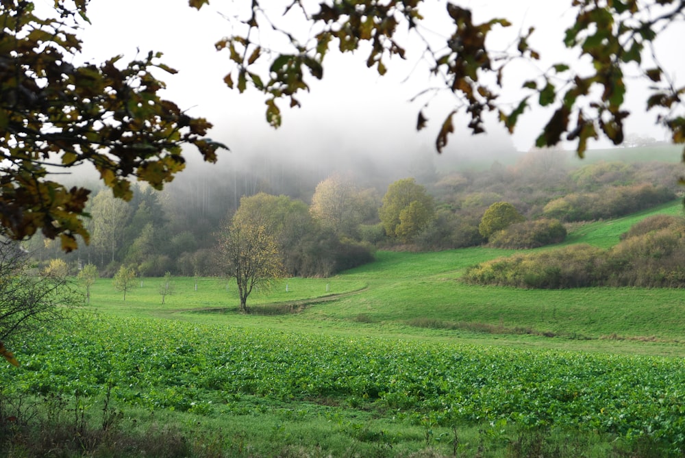 Grünes Grasfeld mit Bäumen tagsüber