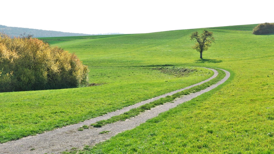 green grass field during daytime