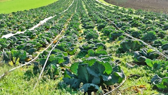 green leaf vegetable field during daytime