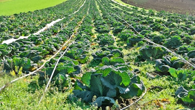 green leaf vegetable field during daytime