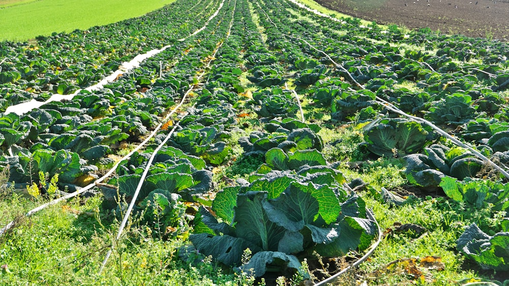 campo di ortaggi a foglia verde durante il giorno