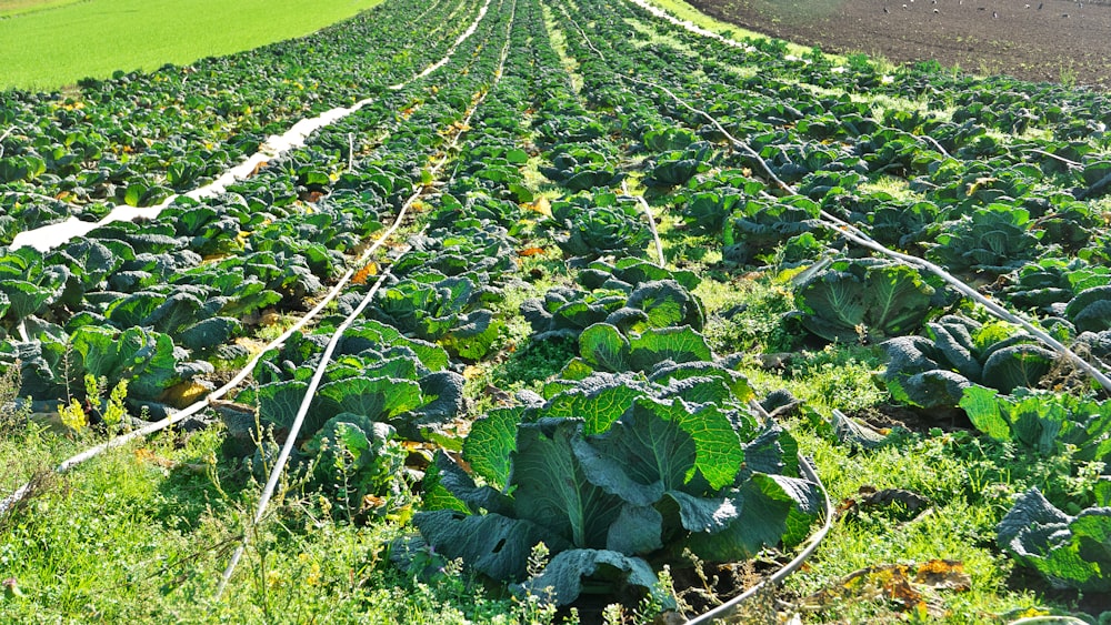 green leaf vegetable field during daytime