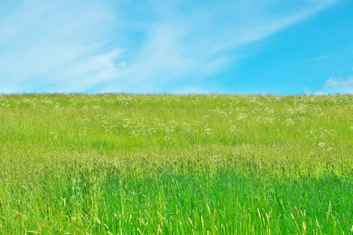 green grass field under blue sky during daytime
