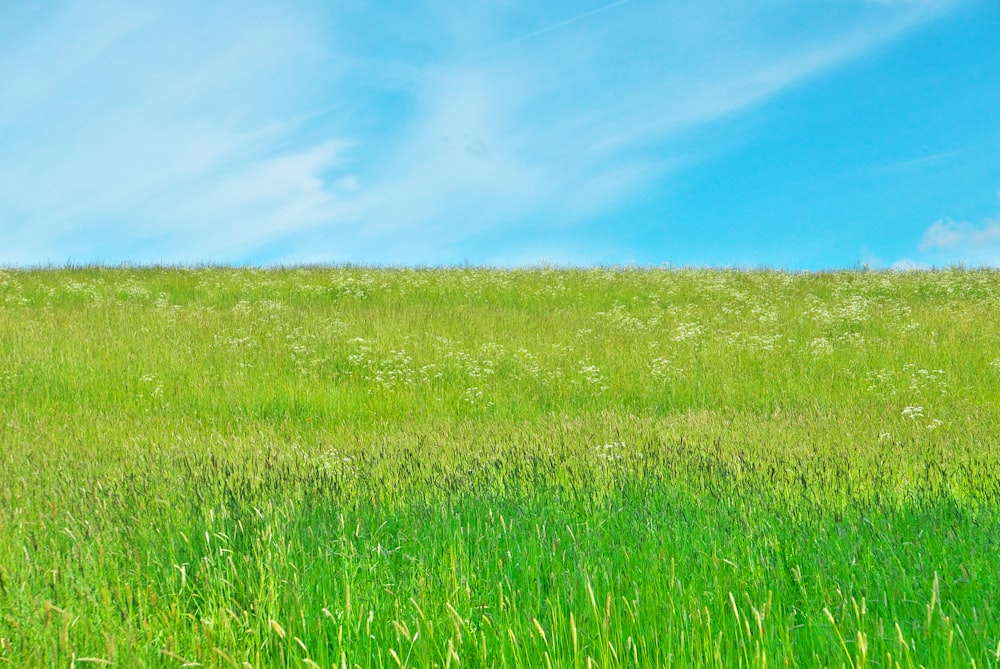 昼間の青空に映える緑の芝生