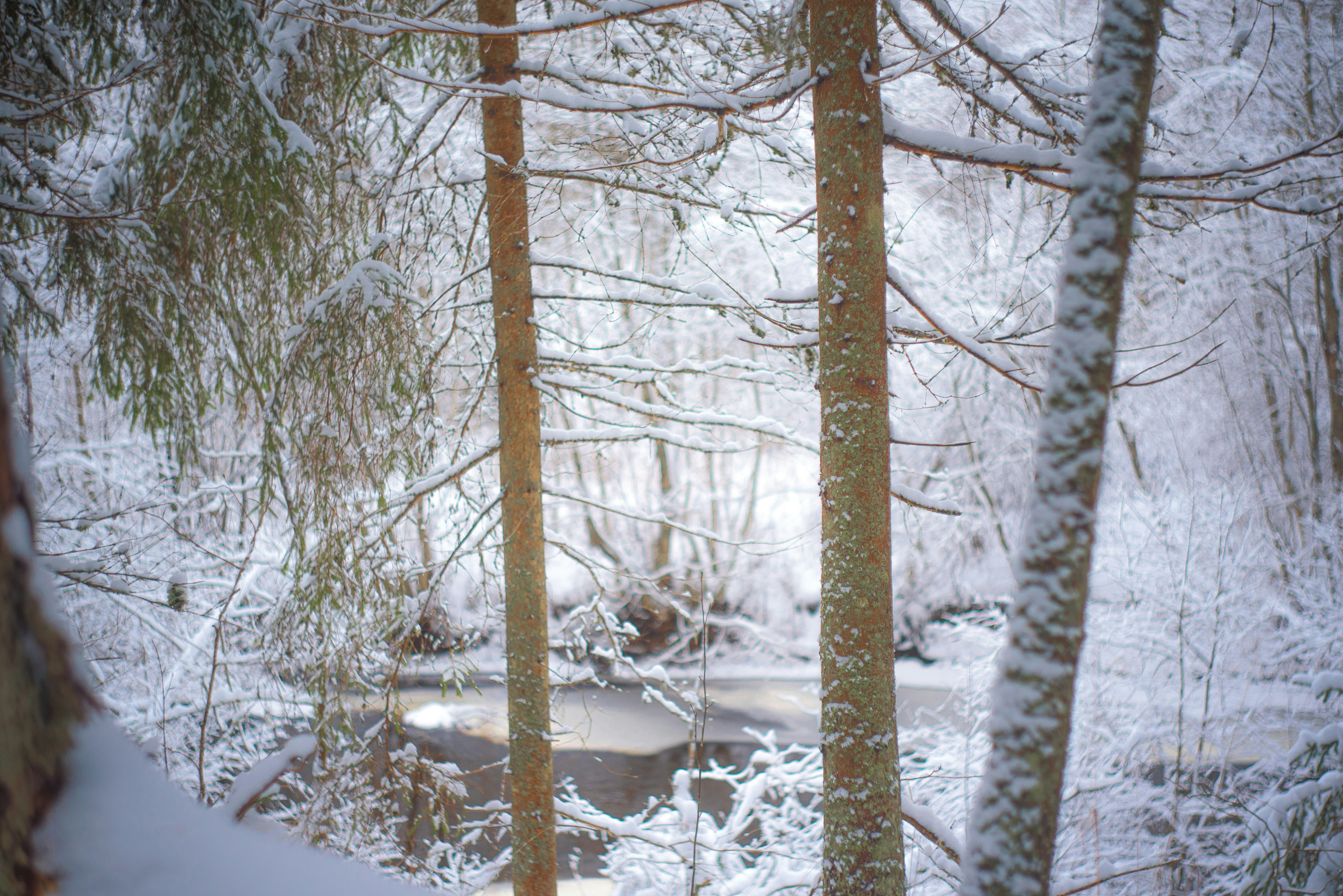 Photo by mammoth_beth