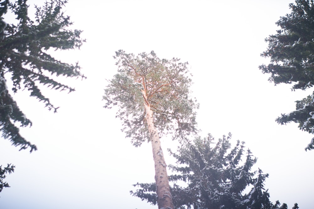 green tree under white sky during daytime