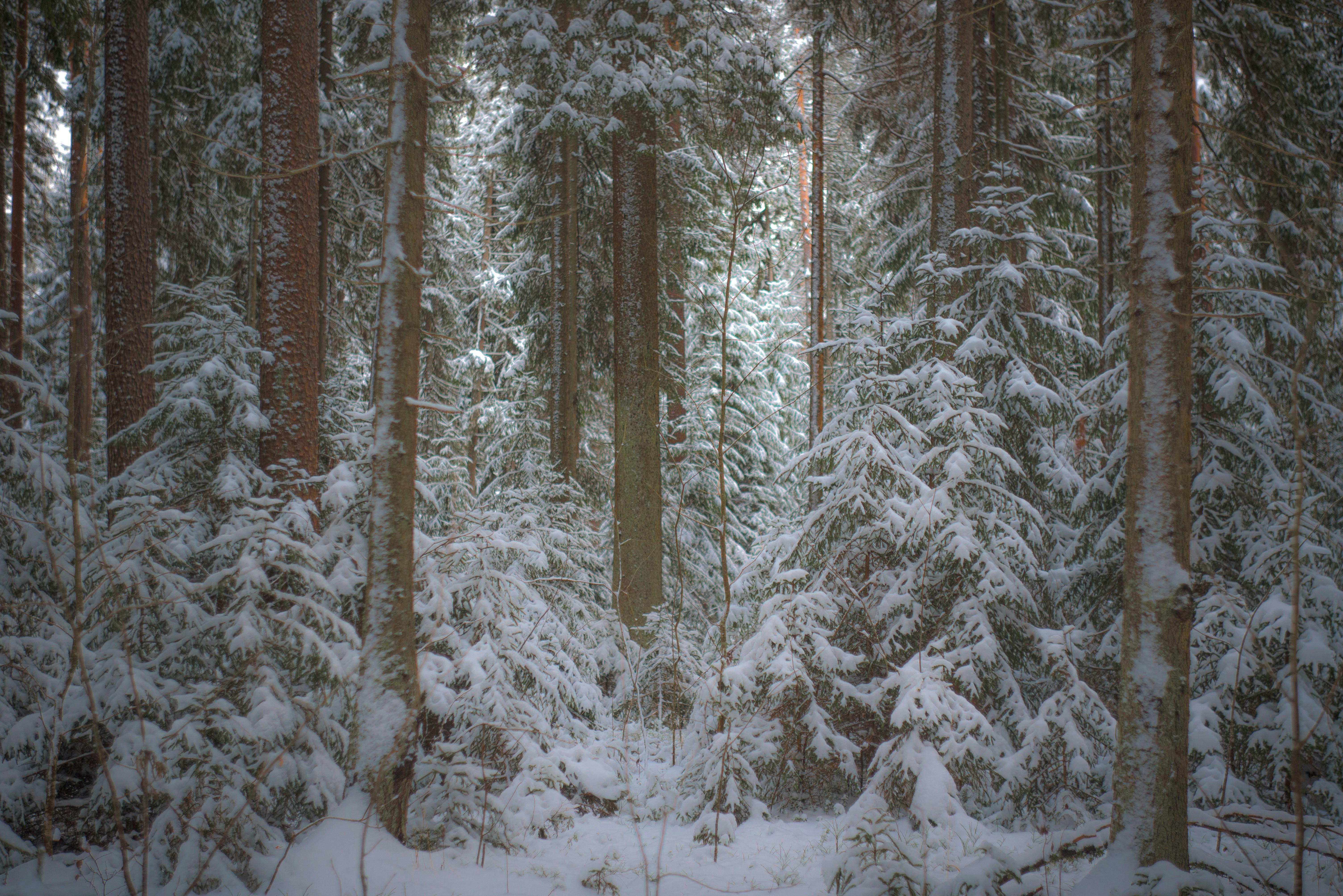 Photo by mammoth_beth