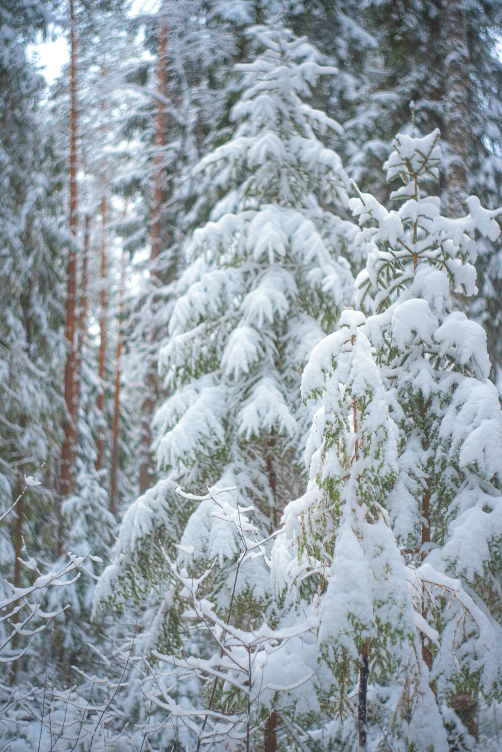 snow covered pine tree during daytime