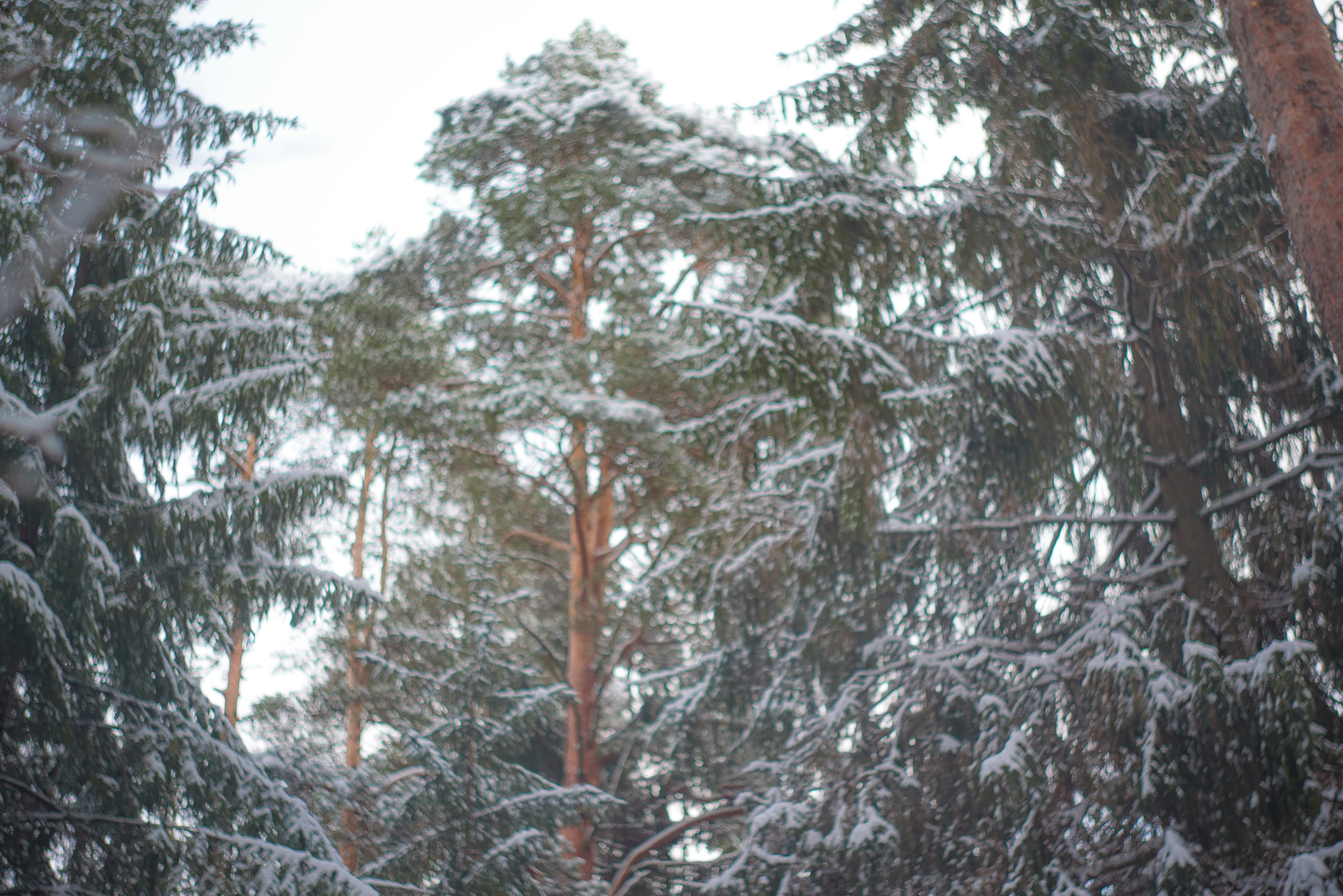 Photo by mammoth_beth