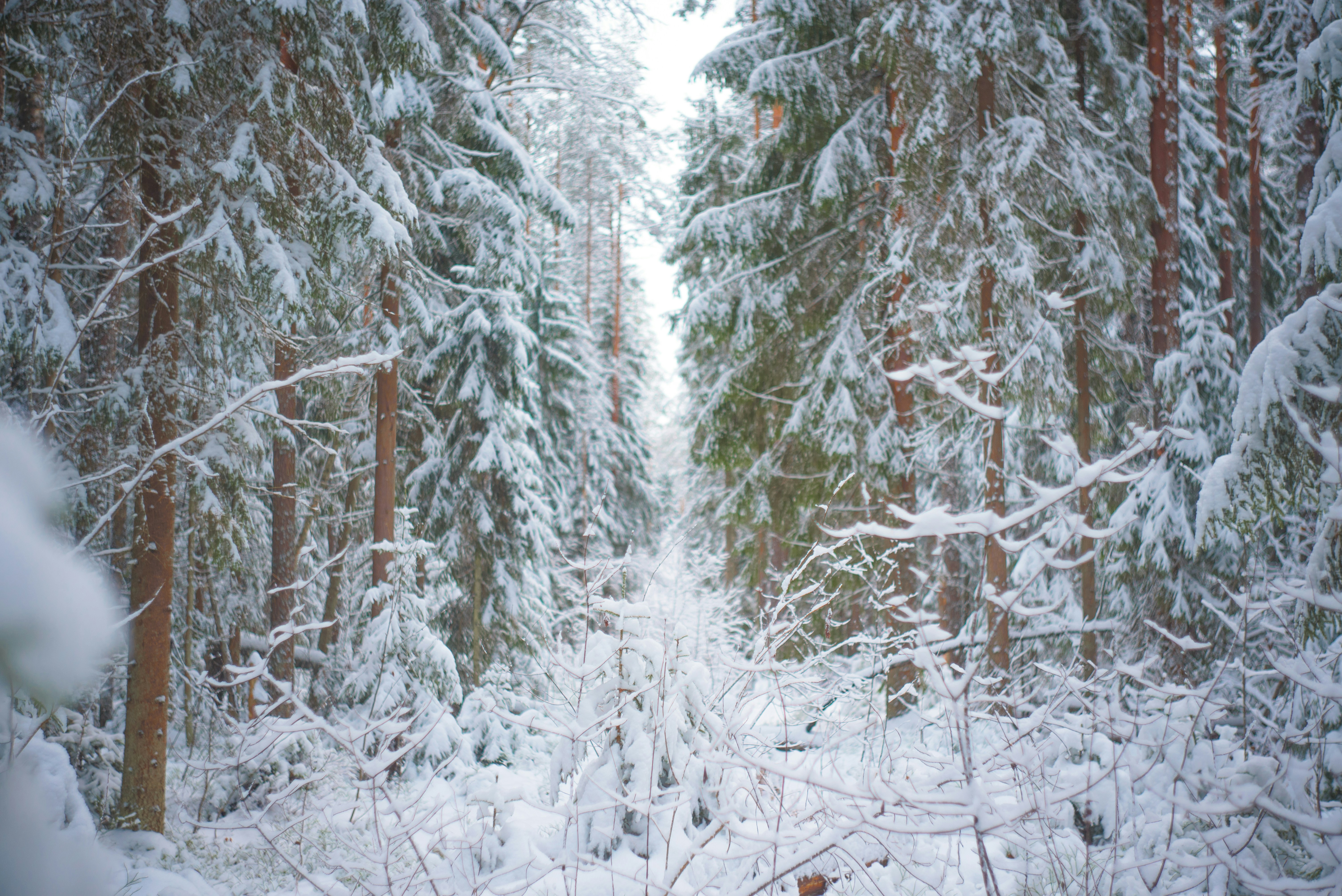 Photo by mammoth_beth