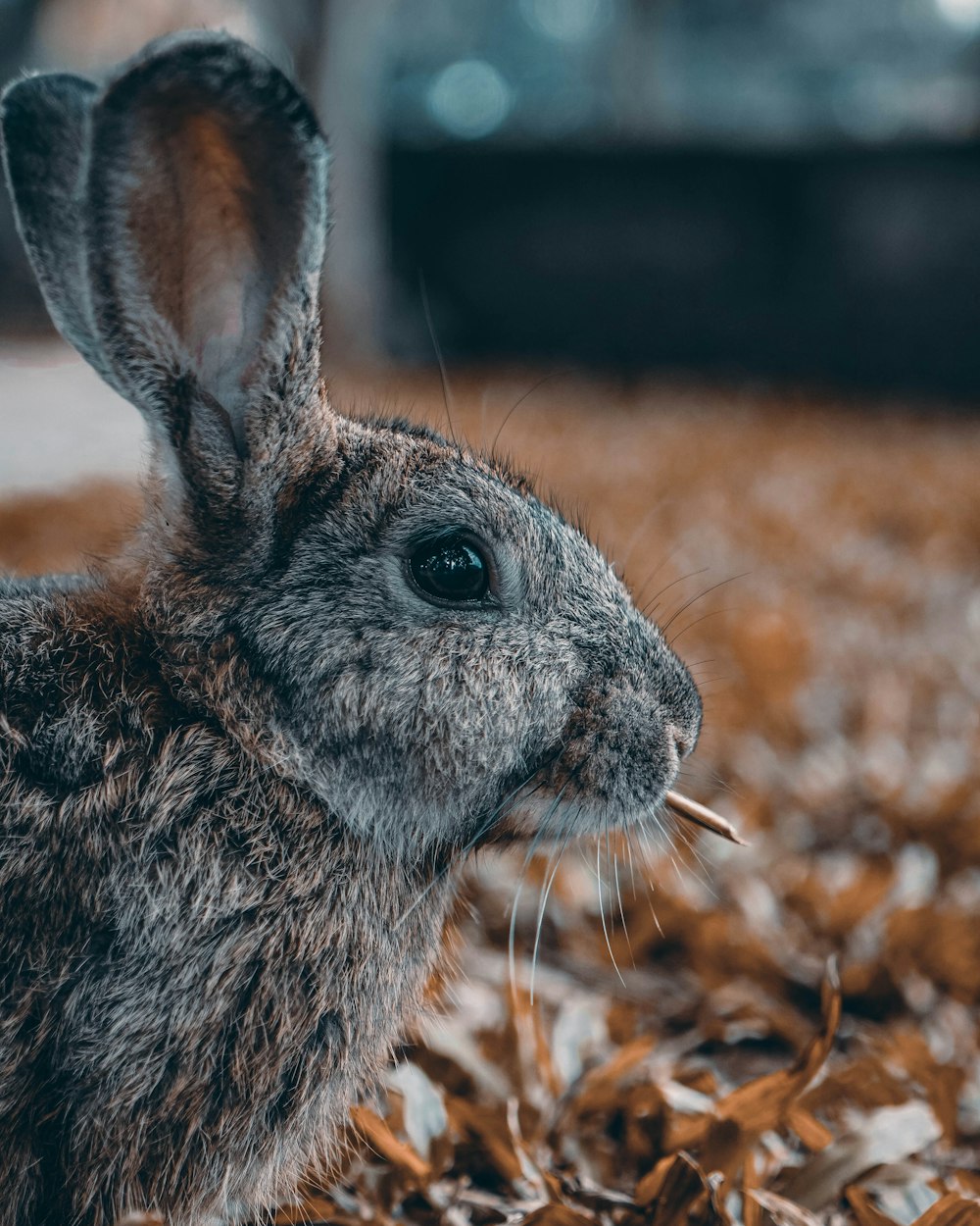 brown rabbit on brown soil