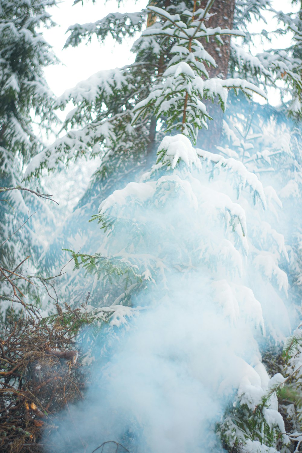 green trees covered with white snow