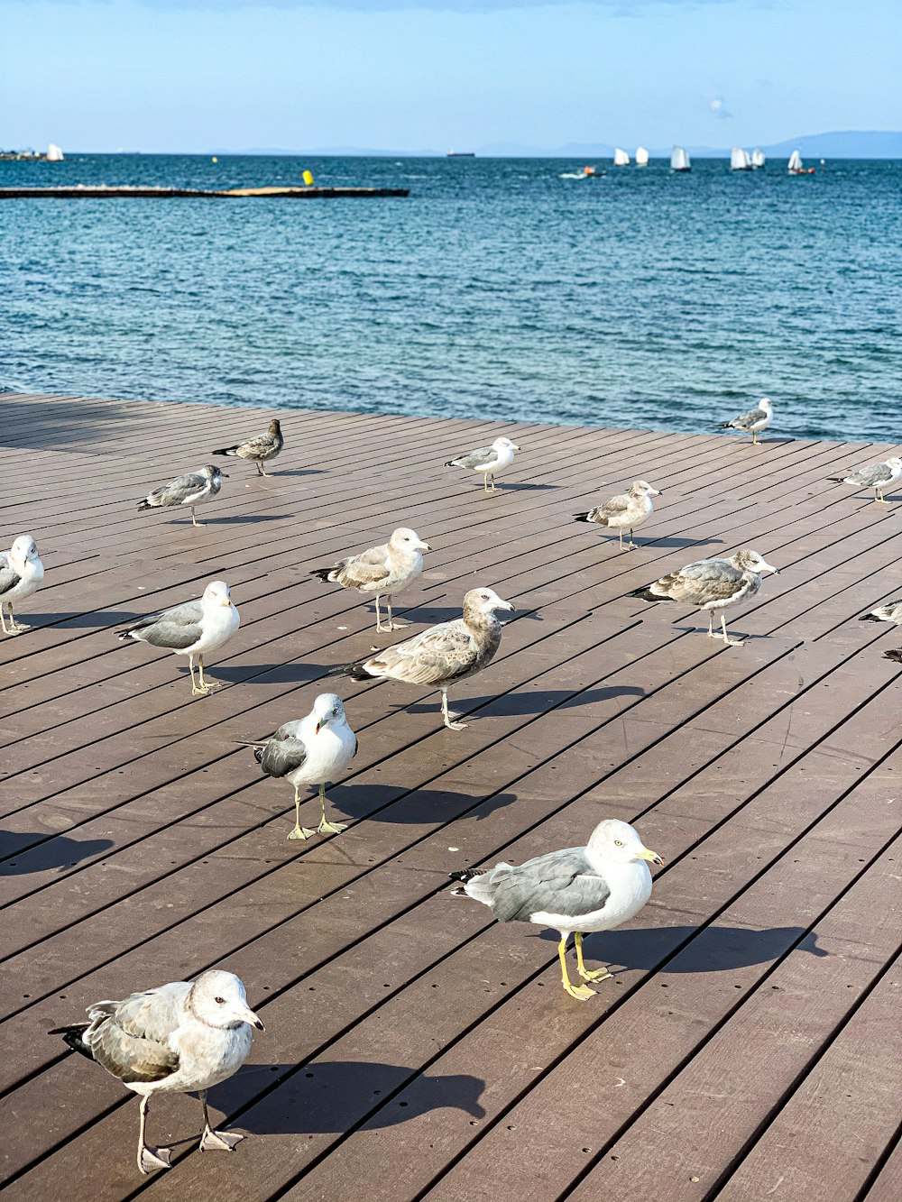 white and gray birds on brown wooden dock during daytime