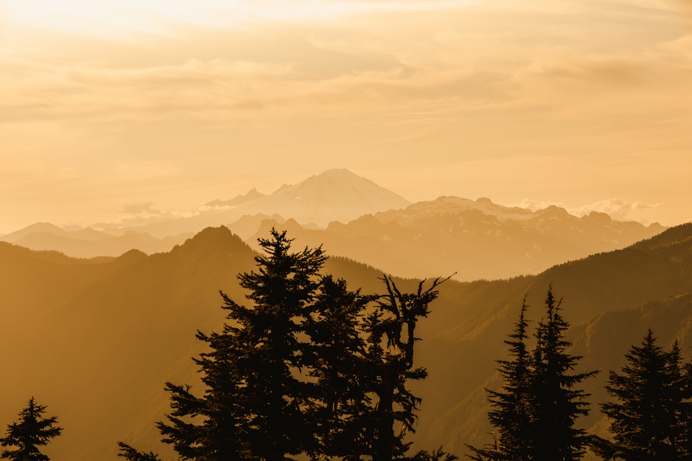 silhouette of trees during daytime