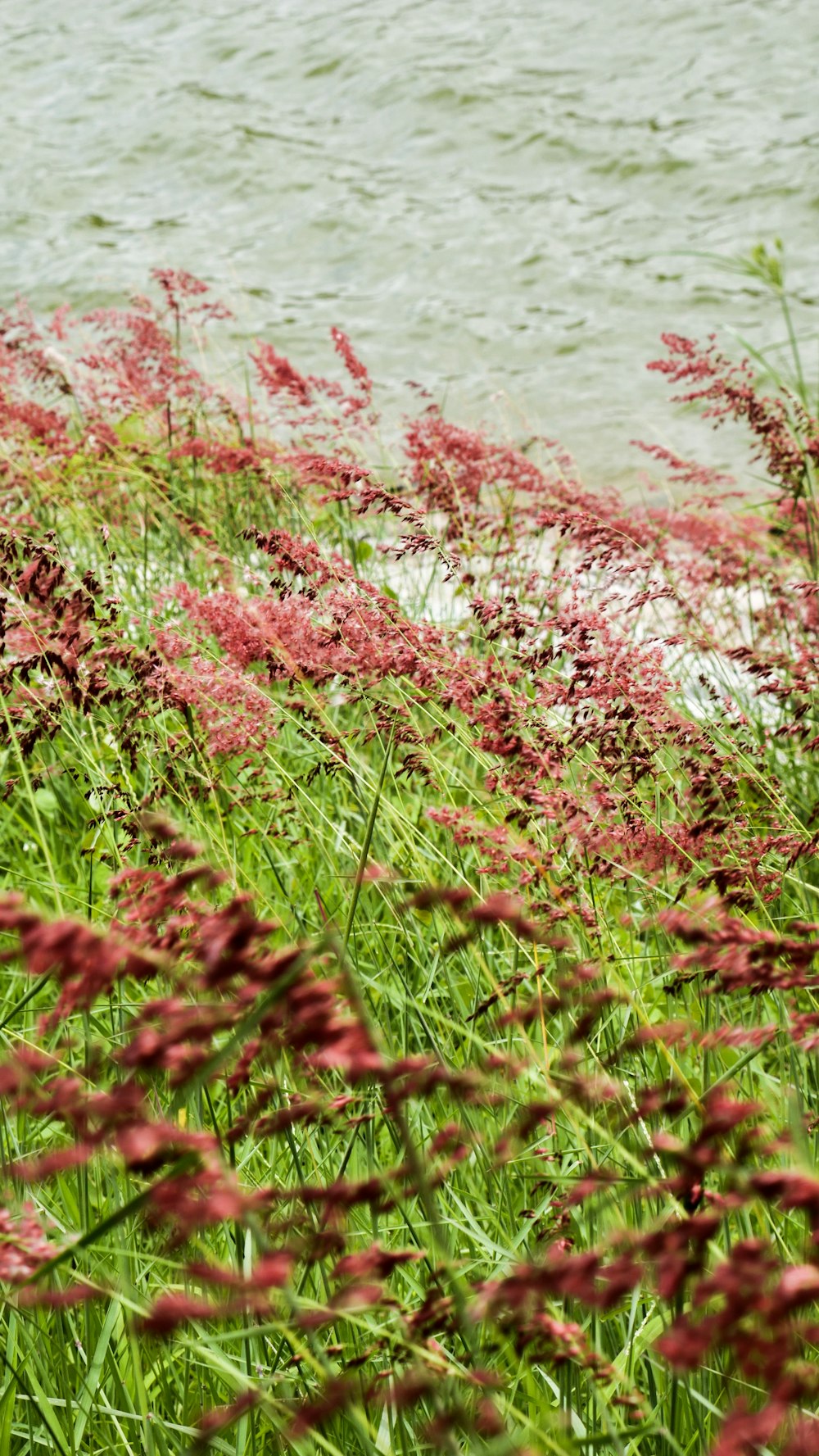 green grass near body of water during daytime