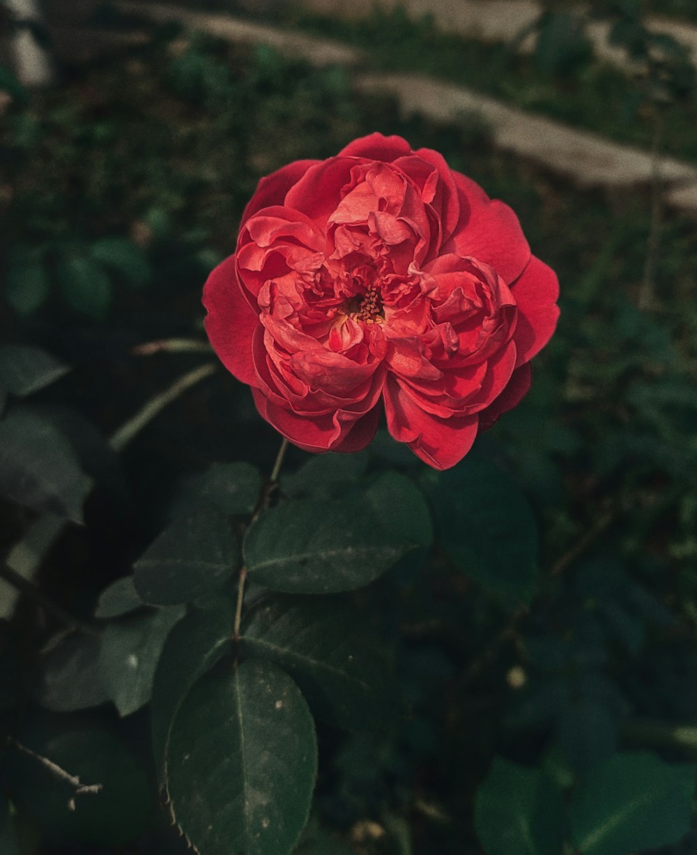 pink rose in bloom during daytime